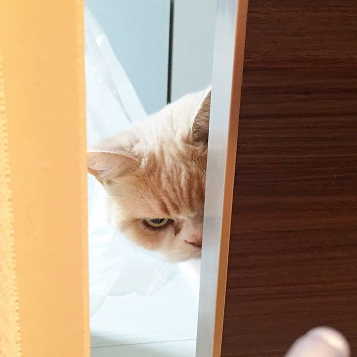cat-grumpy-japanese