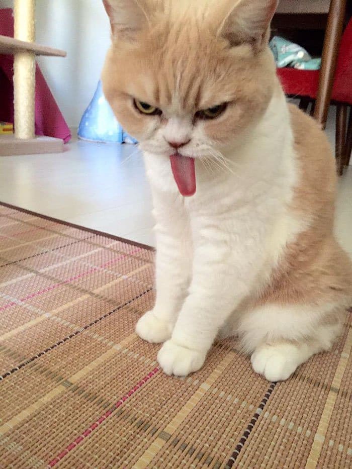 cat-grumpy-tongue