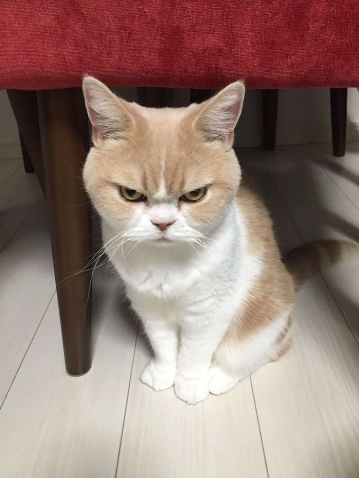 cat-grumpy
