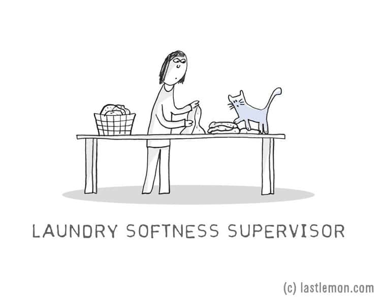 cat-jobs-laundry