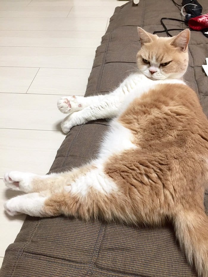 cat grumpy japanese lying version instagram rival