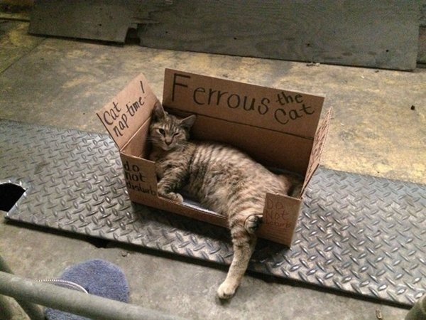 cat-obsessed-boxes