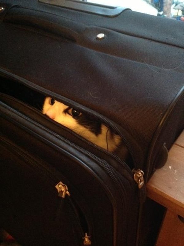 cat-obsessed-suitcase