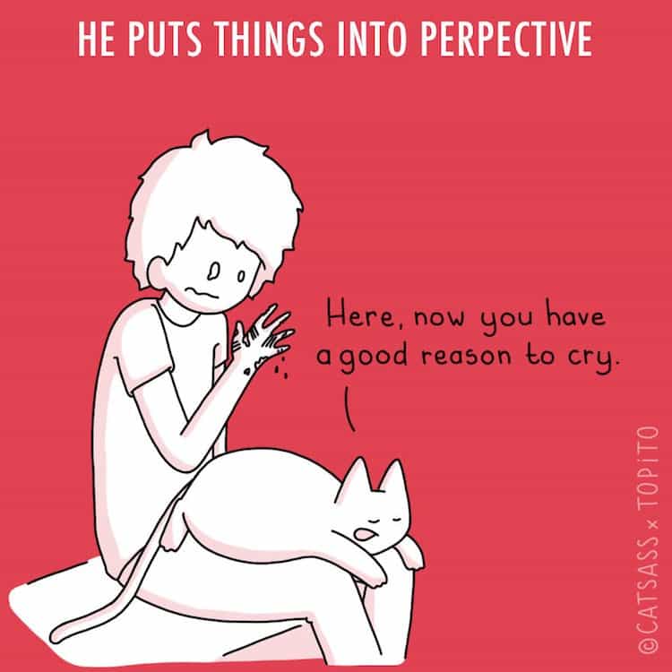 cat-perspective