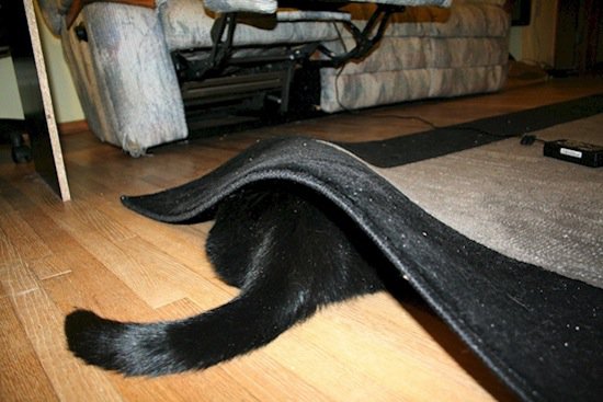 cat-rug