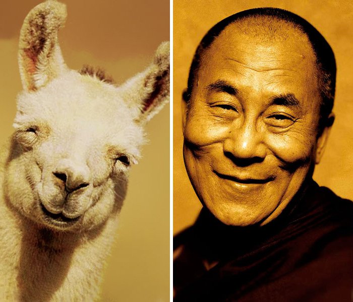 celeb-dalai