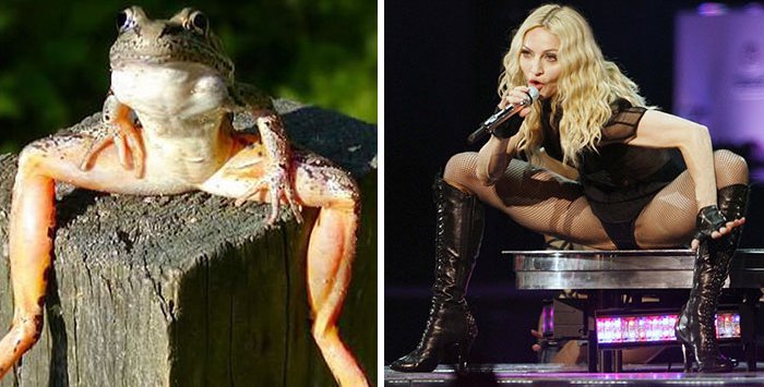 celeb-frog-madonna