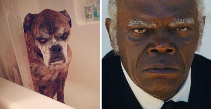 celeb-samuel-jackson