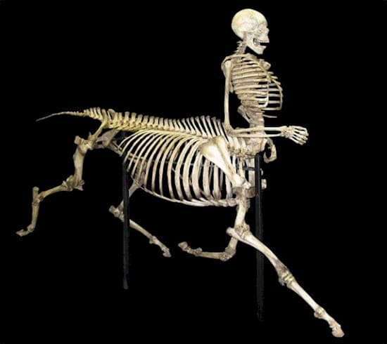 centaur skeleton