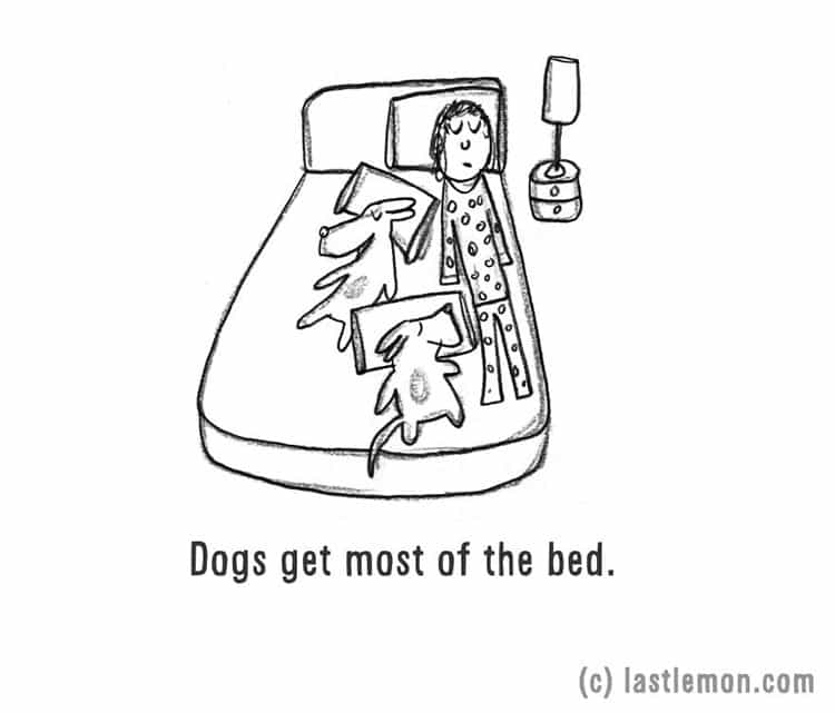 crazy-dog-person-bed