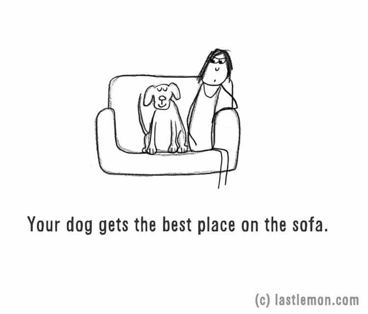 crazy-dog-person-sofa