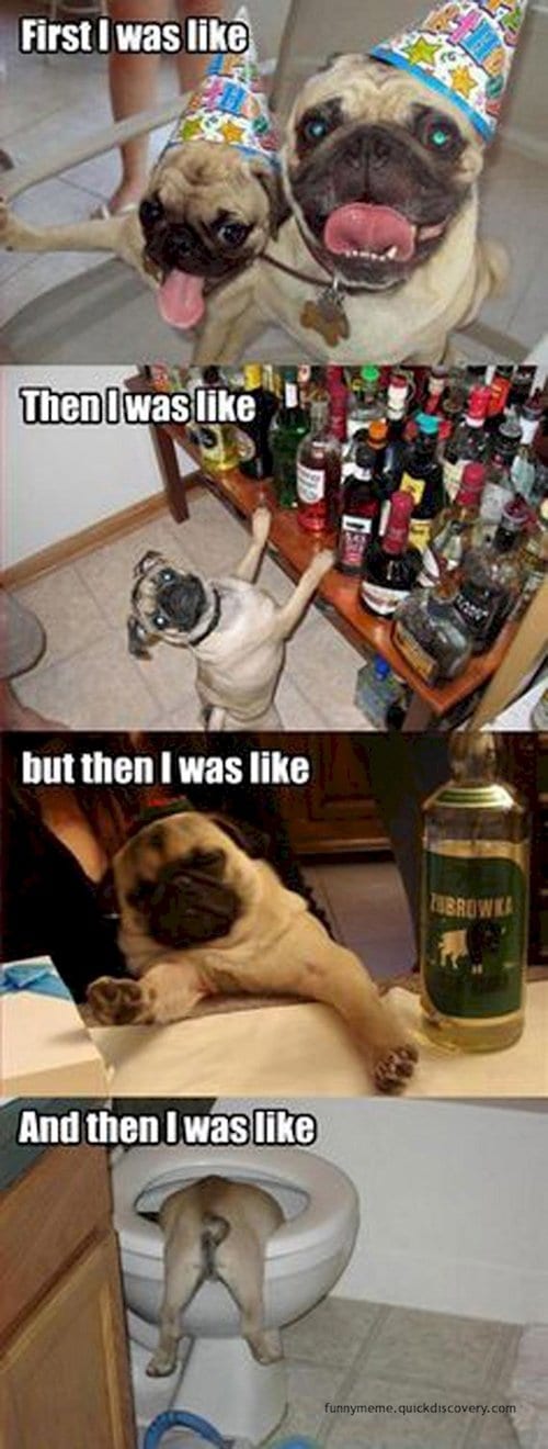 drunk-pug