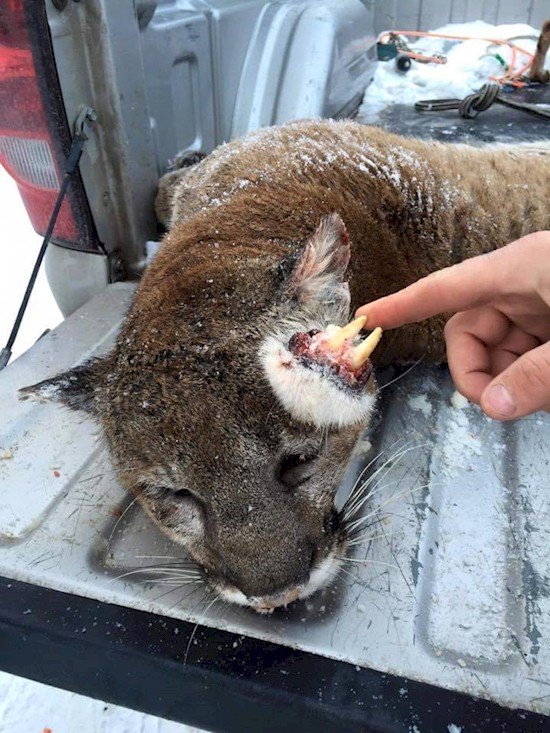 fangs head cat