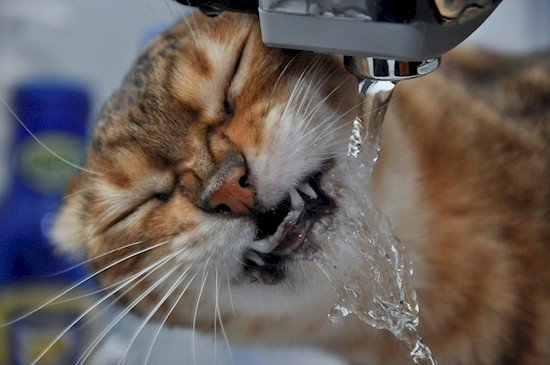 faucet drinking cat