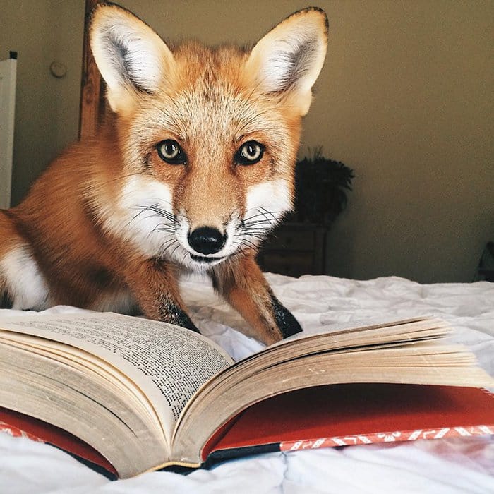 fox-book