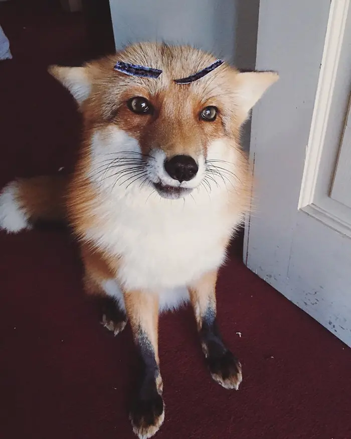 fox-cute