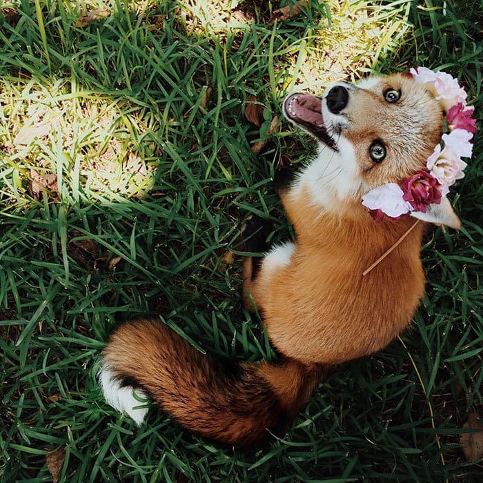 fox-flower