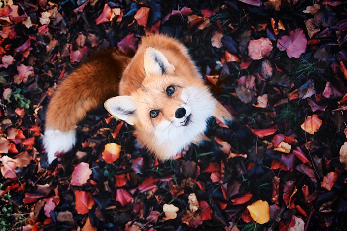 fox-leaves