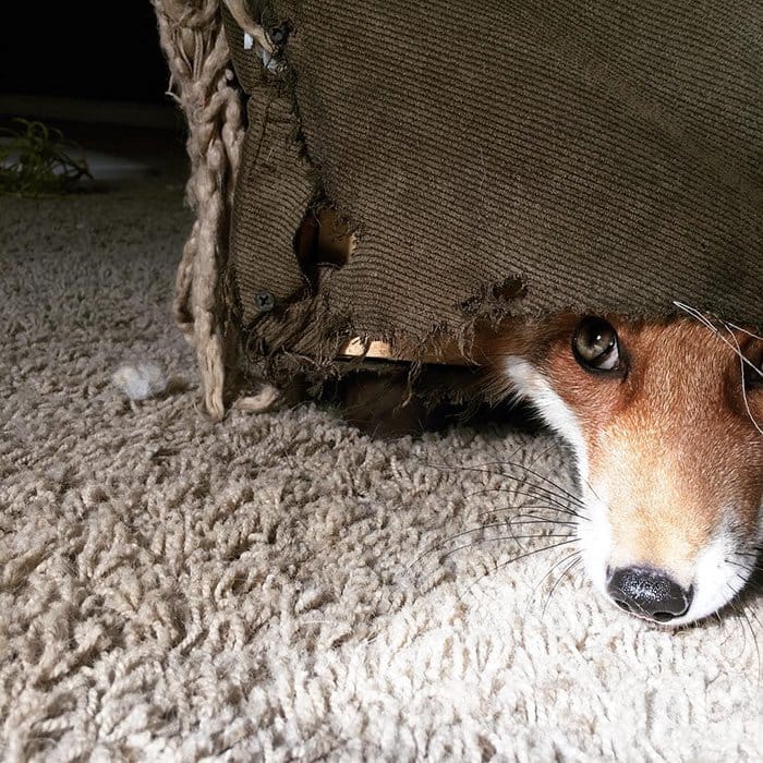 fox-peeking