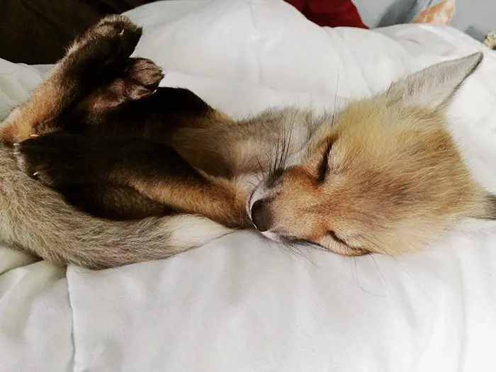 fox-sleep