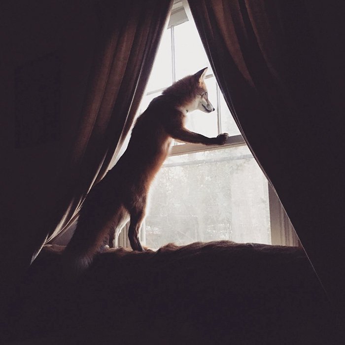 fox-window