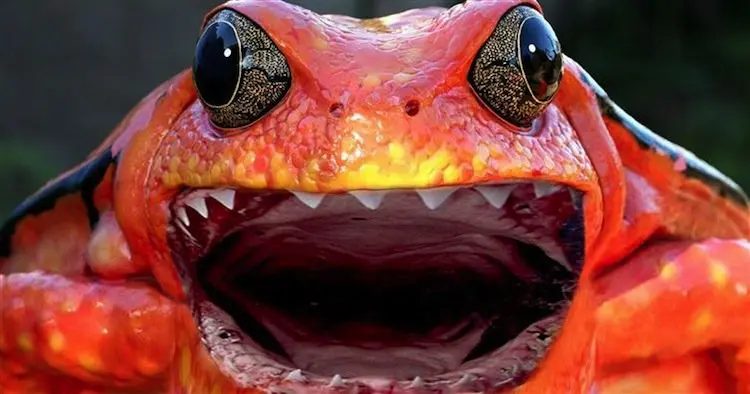 frog-monster