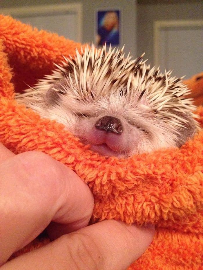 hedge-hog-adorable