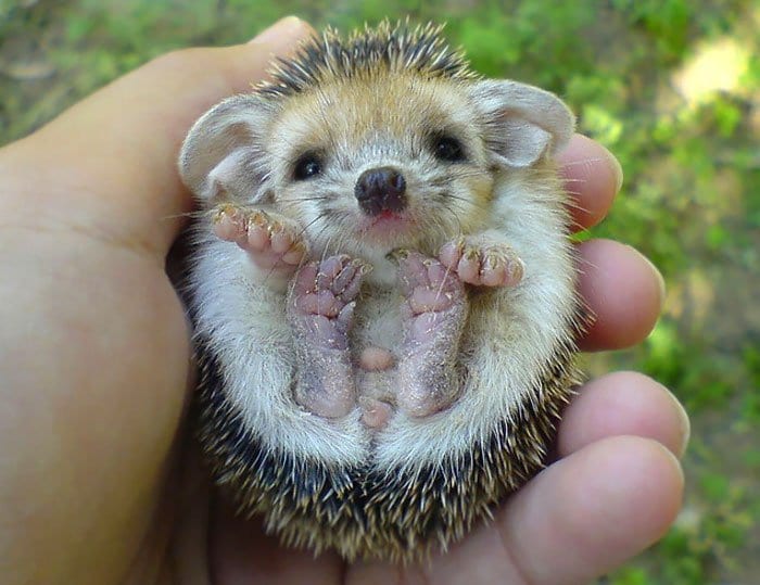 hedge-hog-baby