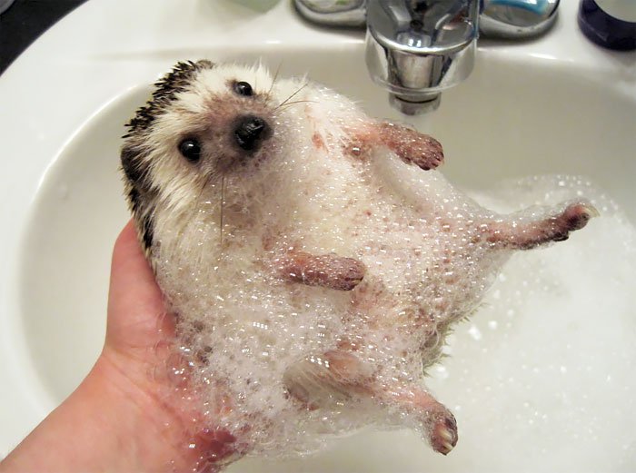 hedge-hog-bubbles