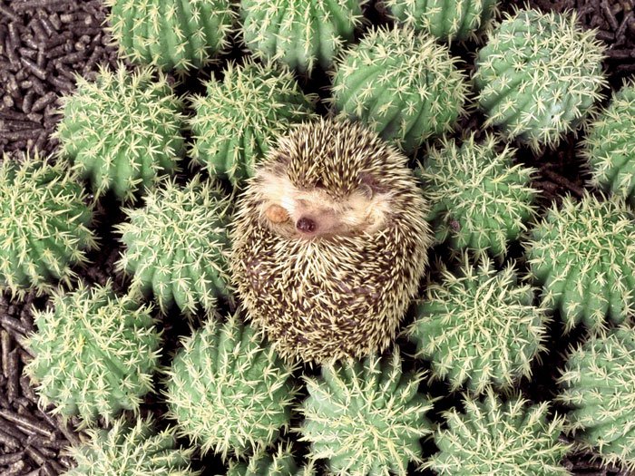 hedge-hog-camo