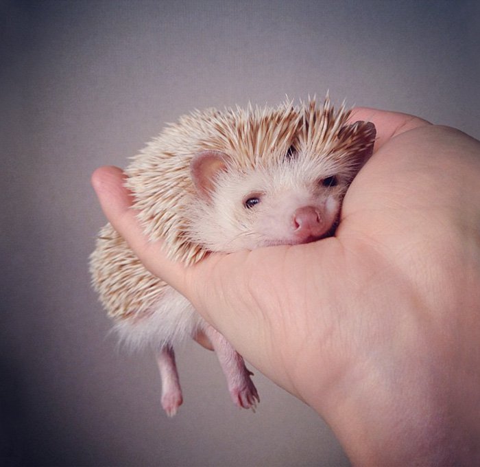 hedge-hog-cute