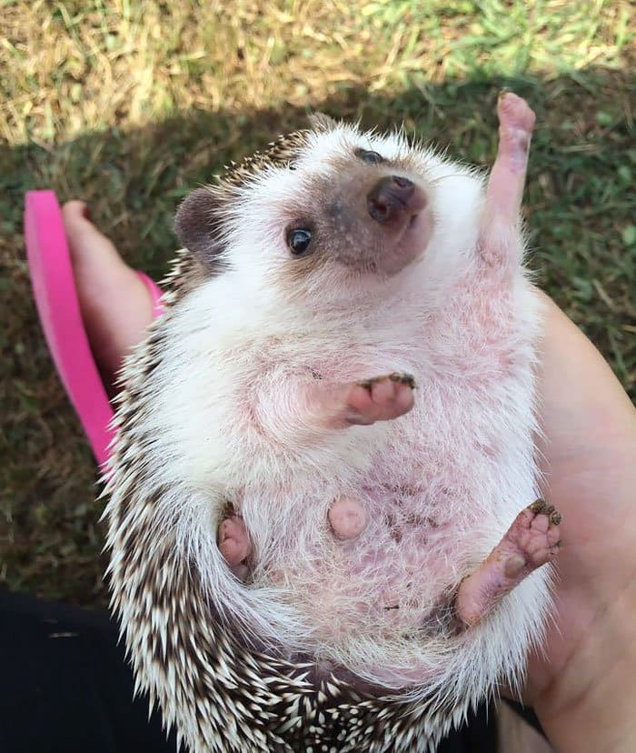 hedge-hog-enthusiastic