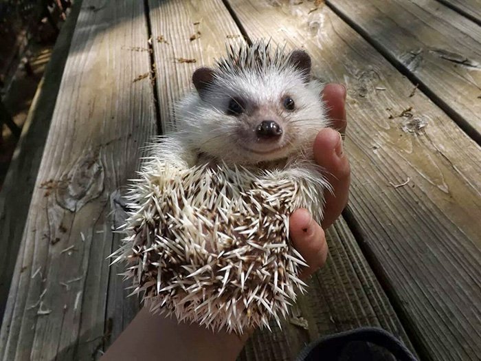 hedge-hog-happy