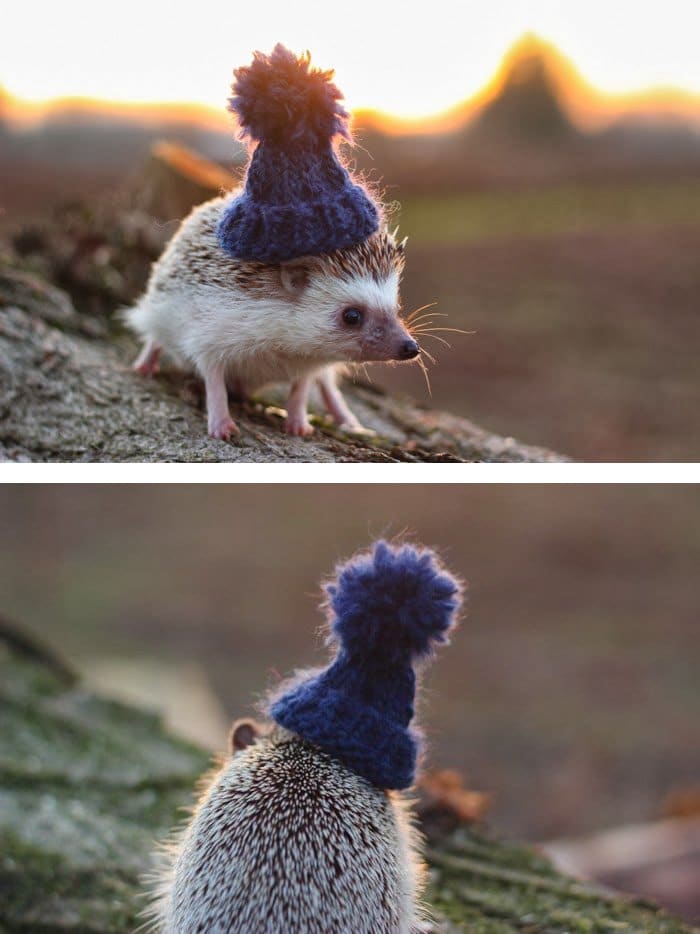 hedge-hog-hat