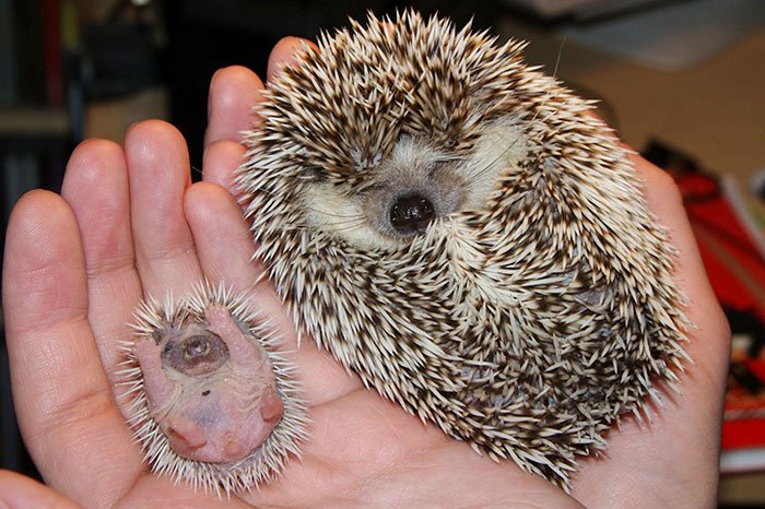 hedge-hog-mum-baby