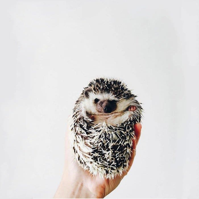 hedgehog-ball