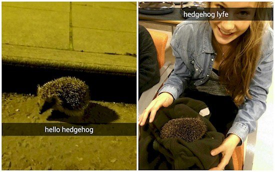 hedgehog girl