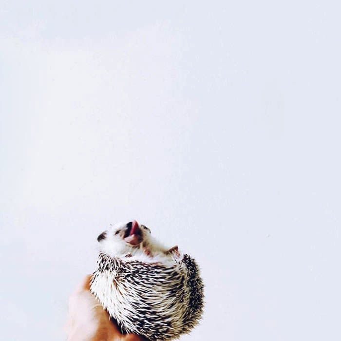 hedgehog-tongue