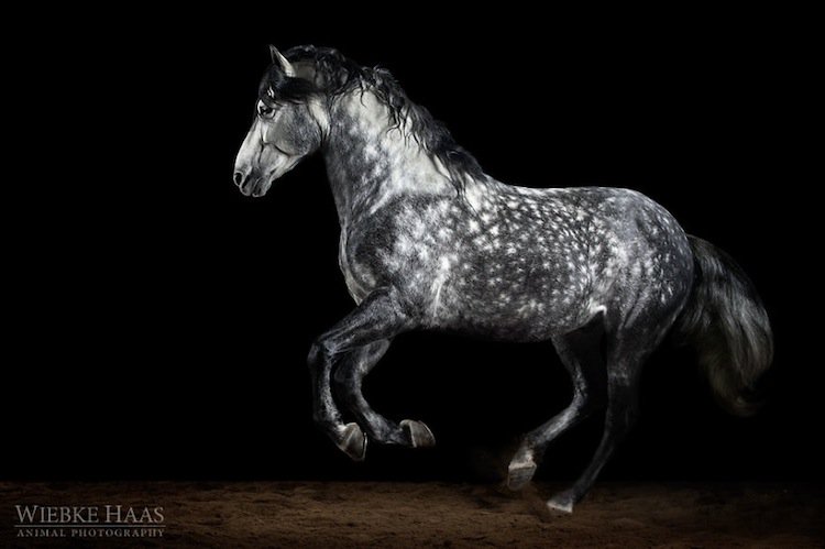 horse-grey