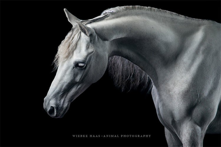 horse-white