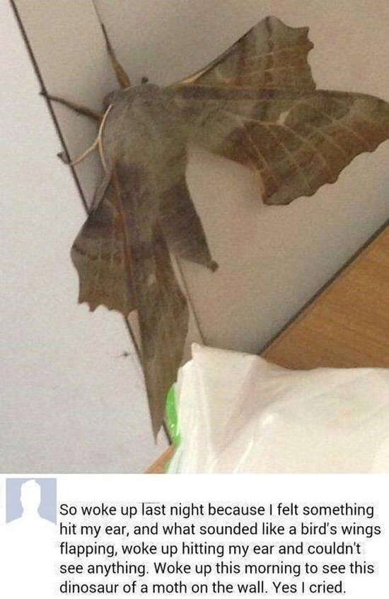 huge moth