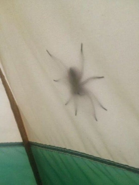 huge spider tent