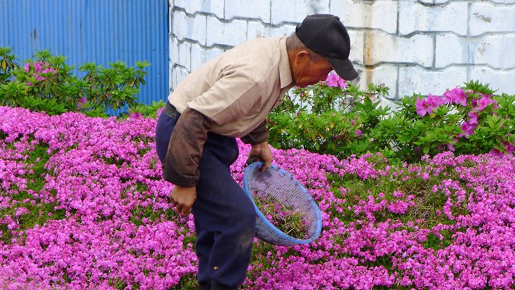 husband-plants-flowers-blind-wife-kuroki-shintomi-collect