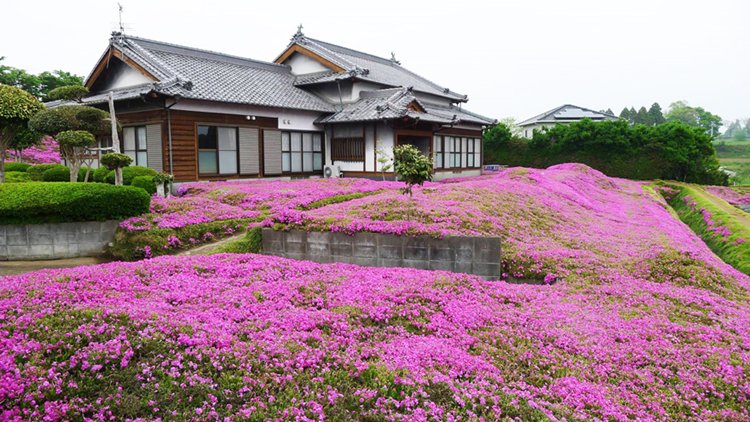 husband-plants-flowers-blind-wife-kuroki-shintomi-house