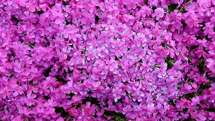 husband-plants-flowers-blind-wife-kuroki-shintomi-purple