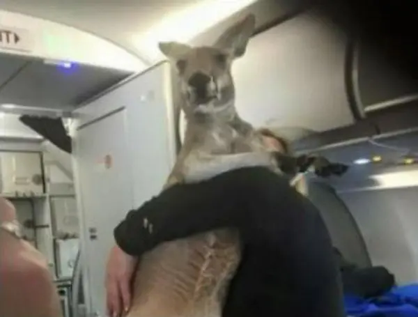 kangaroo plane