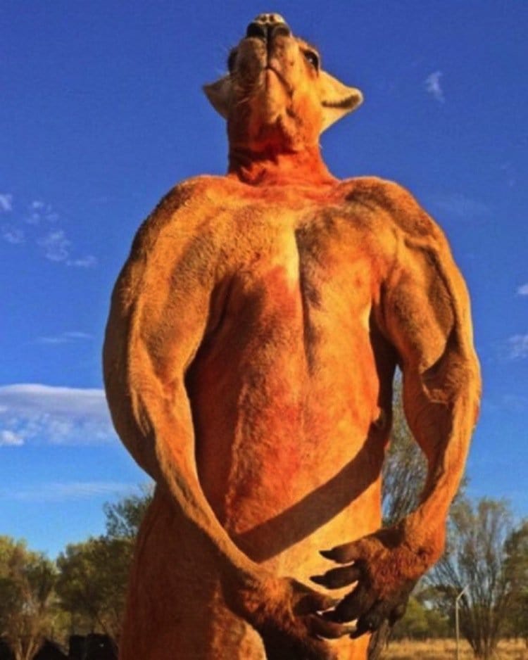 kangaroo-steroids