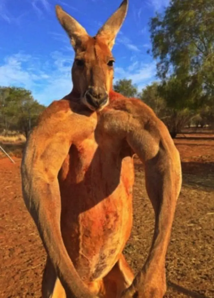 kangaroo-strong