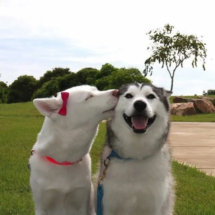 kiss-dog-three