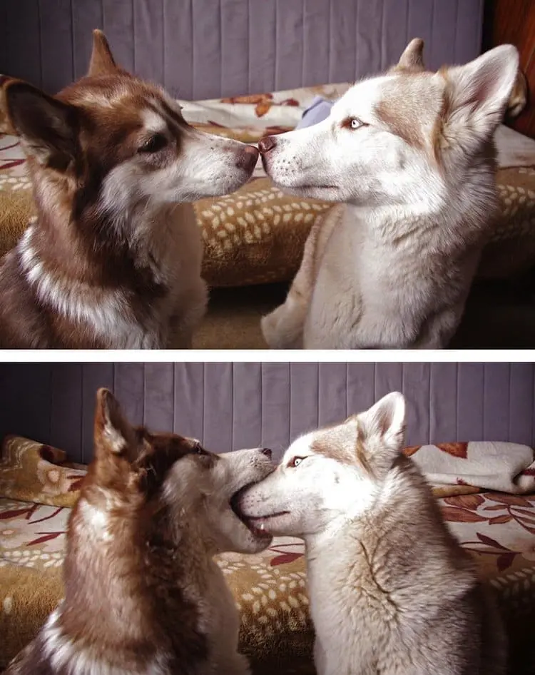 kiss-dog
